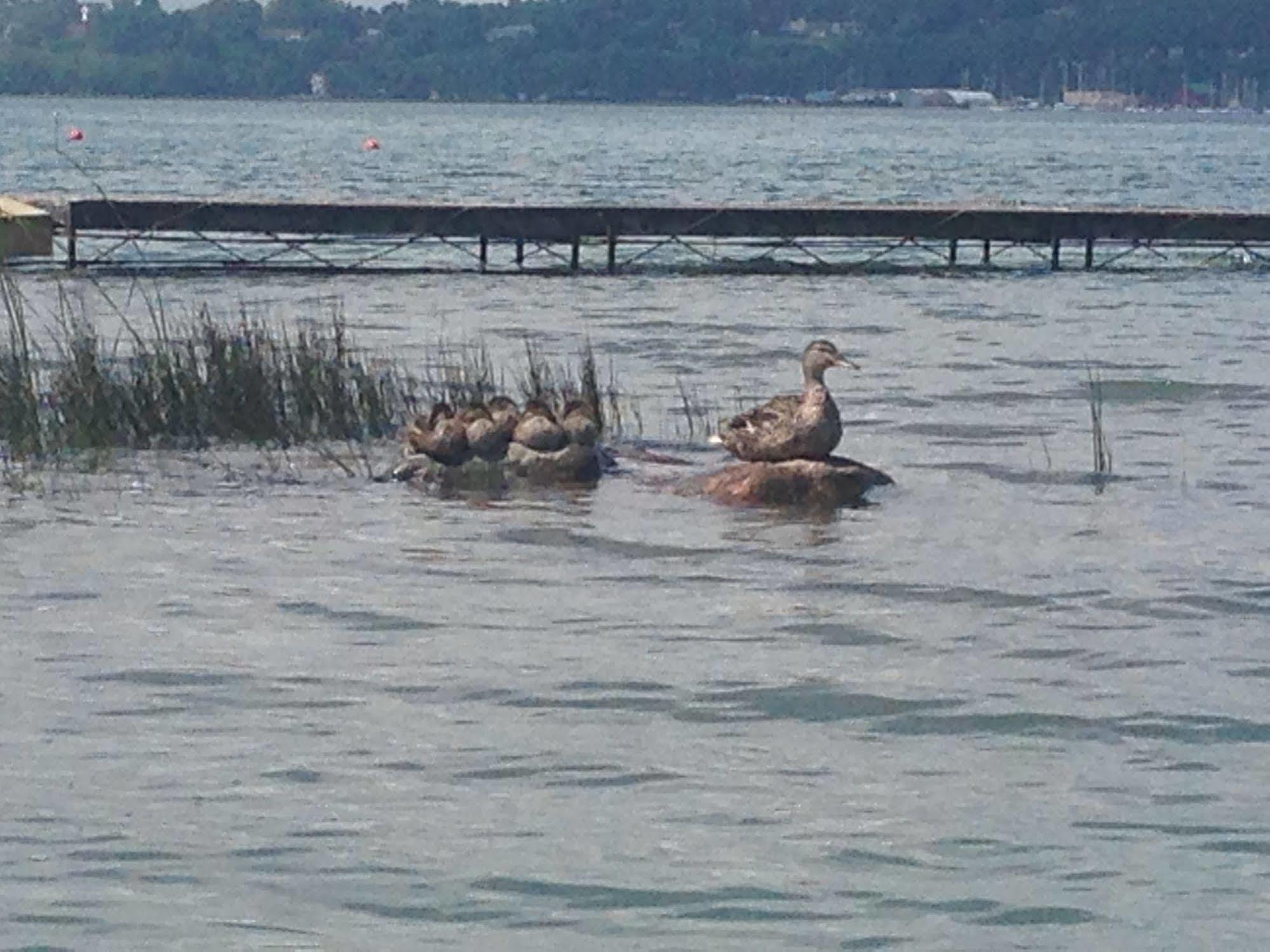 N' This On The Bay -Vacation Suite Wiarton Bagian luar foto