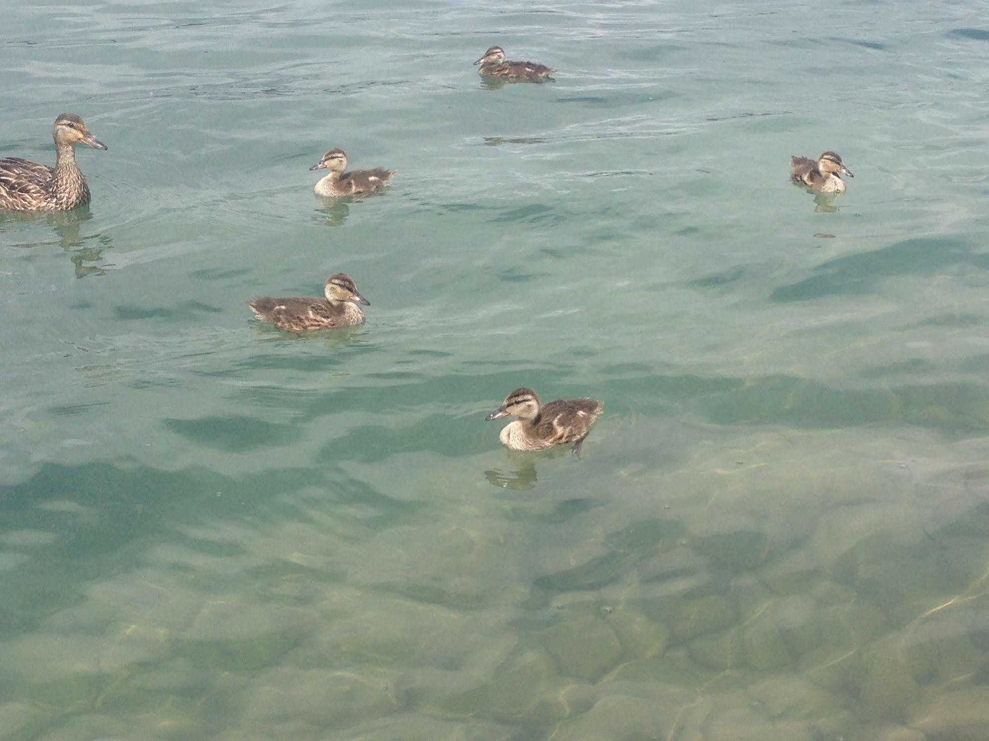 N' This On The Bay -Vacation Suite Wiarton Bagian luar foto